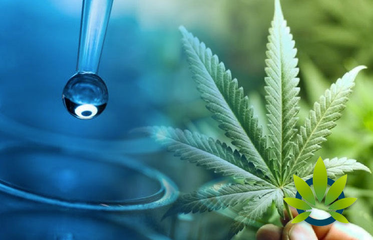 The Facts Behind Water Soluble Nano Sized CBD: A Comparison to Traditional Oil
